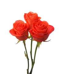 Three orange roses isolated on white background.