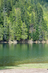 Fototapeta premium mountain lake Synevir with coniferous trees 
