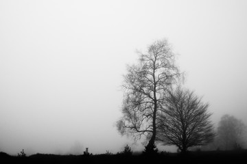 Trees in the mist at the Veluwe, The Netherlands