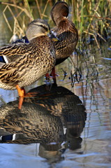 Canne colvert 
