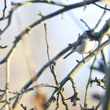 M&eacute;sange nonnette 