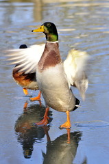 Canard Colvert, mâle 