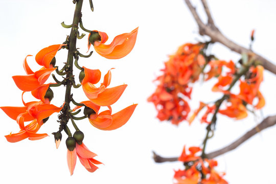 Flame of the forest(Butea monosperma O.Ktze, Leguminosae-Papilio