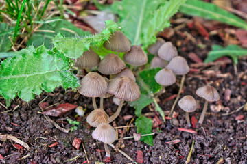 Closeup of small brown mushrooms in the grass