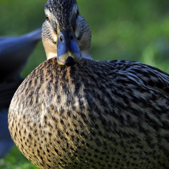 Canard Colvert femelle 