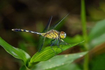 Green dragonfly perched on leaves,Thailand.
