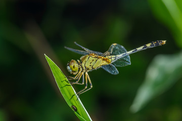 Green dragonfly perched on leaves,Thailand.