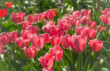 Colorful tulip garden in spring