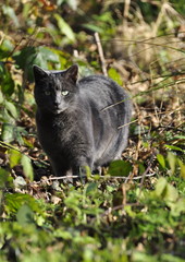 Chat gris au yeux verts &agrave; la ch&acirc;sse 