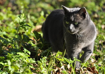 Photos Illustrations Et Vidéos De Chat Gris