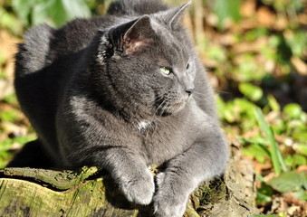 Chat gris au yeux verts 