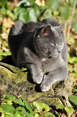 Chat gris au yeux verts 