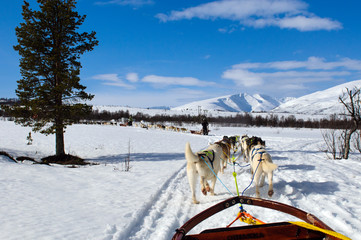 sledding with husky dogs in lNorway
