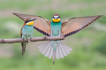 European bee-eater couple (Merops apiaster), Italy