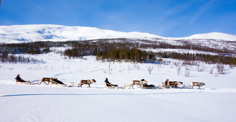 Reindeer herders racing on holiday. 