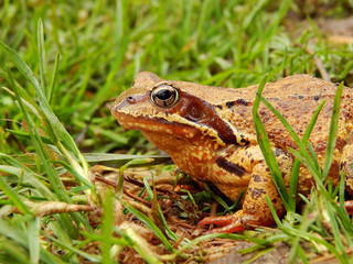 Frog in the grass