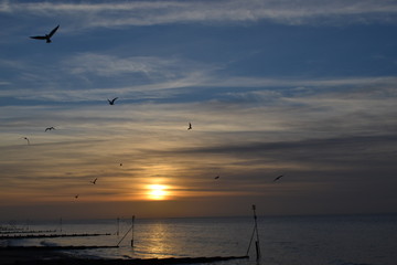 sunset bird 