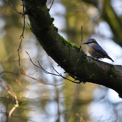 Naklejka premium Sittelle torchepot 