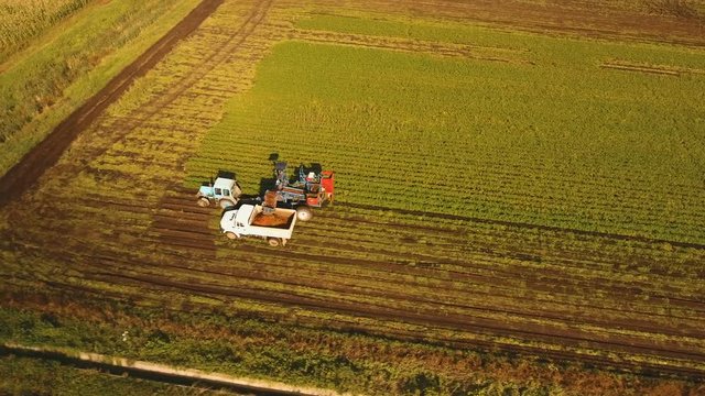 Mechanized carrot harvesting.erial view.Machine harvesting carrots moves across the field and loads the carrot truck.Harvest carrots combine and load it into the truck. 4K video,4K.