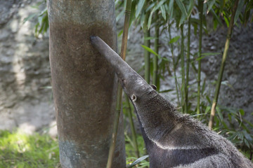 Giant Anteater
