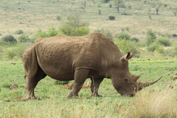 Naklejka na ściany i meble Rhino female