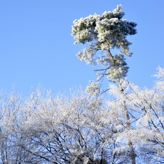 Arbres givrés, hiver 