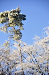 Jardin en hiver , saison