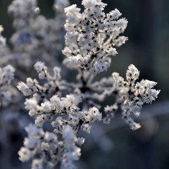 Plante givrée, jardin en hiver 