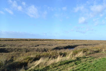 Fototapeta na wymiar marsh field 