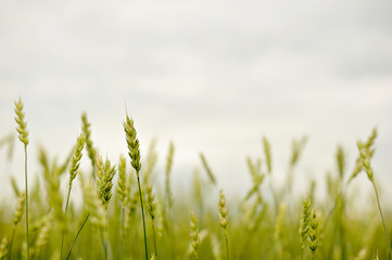 green ears of wheat in a field crop