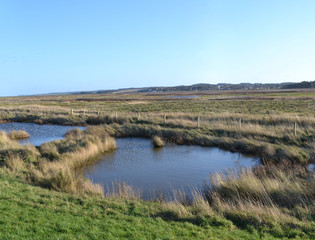 marsh land field 