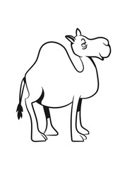 Camel witty cute goofy