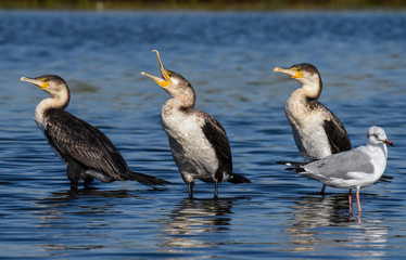 three cormorants and a seagull