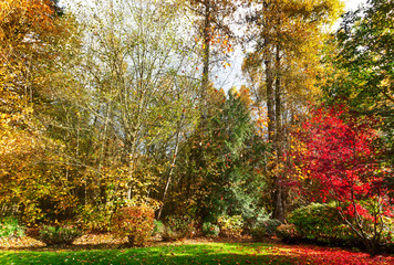 Leaves are nearly finished for the season but glow  after a wet morning turns to a sunny afternoon