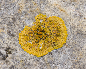 Lichen Xanthoria parientina on rocks macro, selective focus