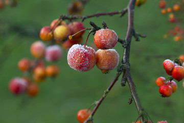 Frost On Crab Apples Malus sylvestris  Morning