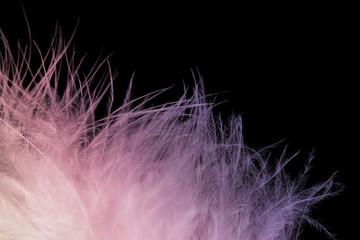 abstract white feather on black background