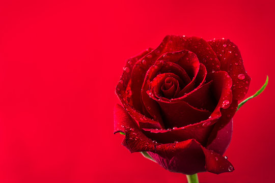 Red rose on red background.Love concept valentines day. Copyspace.
