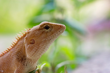 Lizard on the ground,Thailand