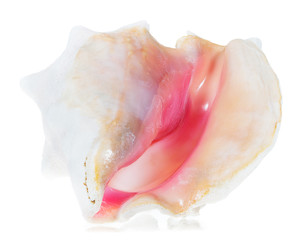 Opening to queen conch shell tipped on one side