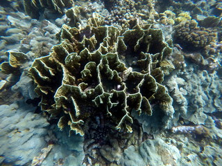 Underwater landscape with sophisticated hard corals. Small aquarium fishes.