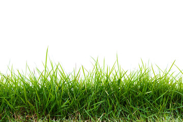 green grass on white background