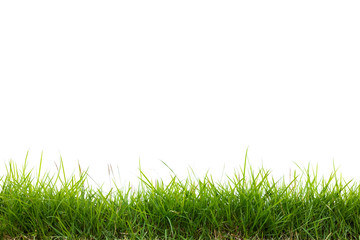 green grass on white background