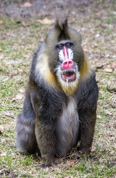 Male Mandrill drooling