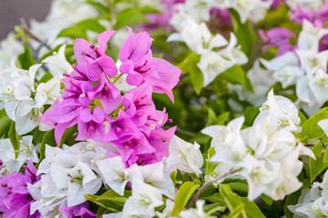 Two Tone Pink and White blooming bougainvilleas