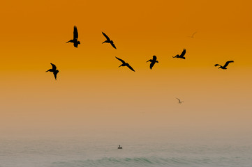 Pelicans at Sunset