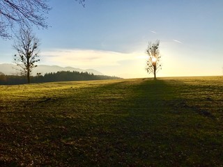 Wintersonne, B&auml;ume mit Misteln