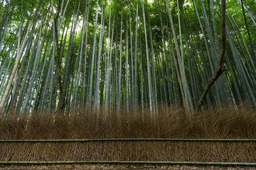 Bamboo pathway