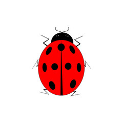 Ladybird isolated