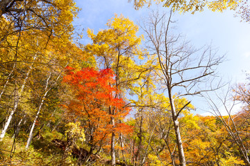 Maple tree forest in autumn season